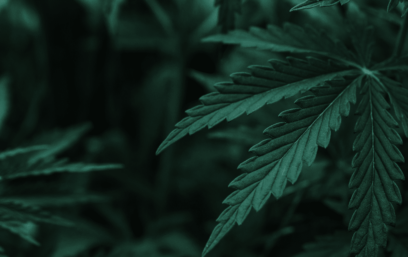 Follow The Leader – The Route To Successful Cannabis Trademark Registration
