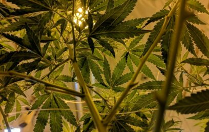 Mitigating Risk in the Emerging Cannabis Space