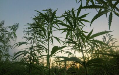 Hemp/Cannabis/CBD Trademarks: An Interview With Evoke Law’s Mary Shapiro and Nicole Syzdek.