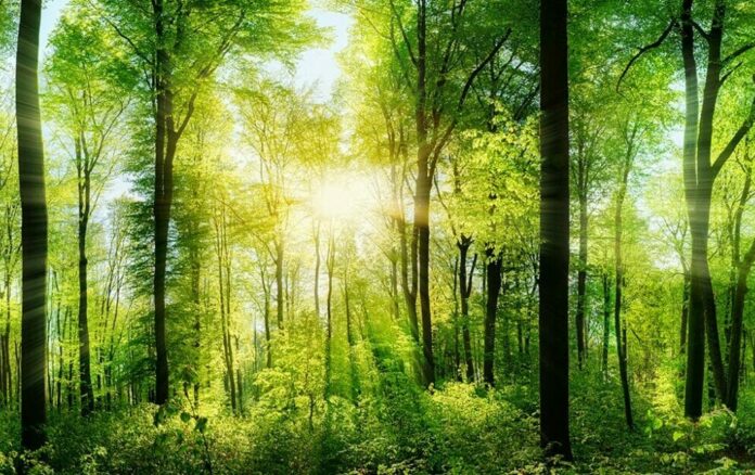 Corsearch Green: Choosing Planting Over Printing